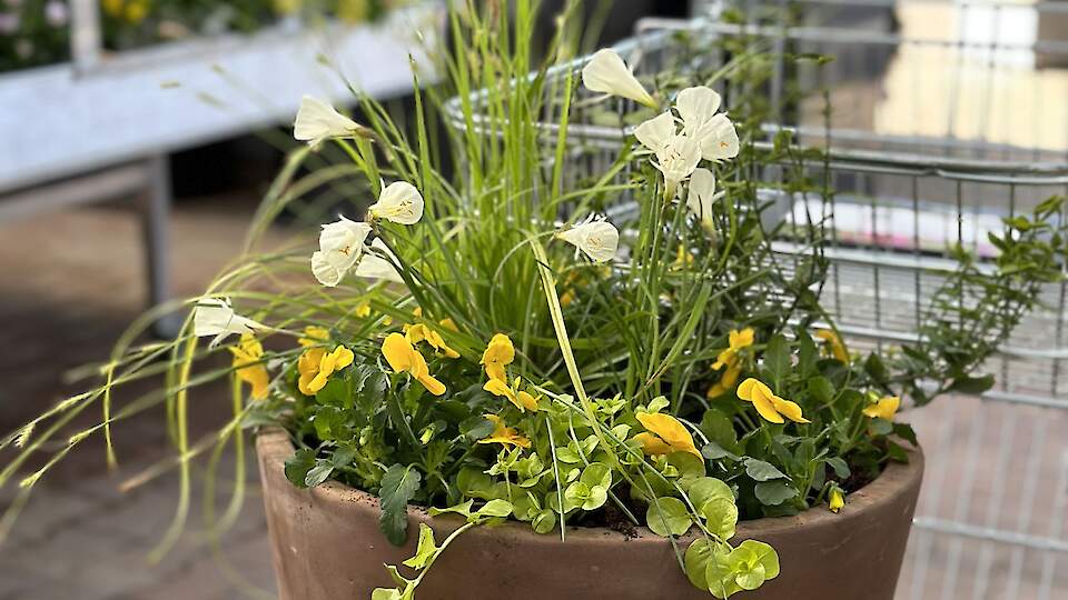 Kevadised konteineristutused