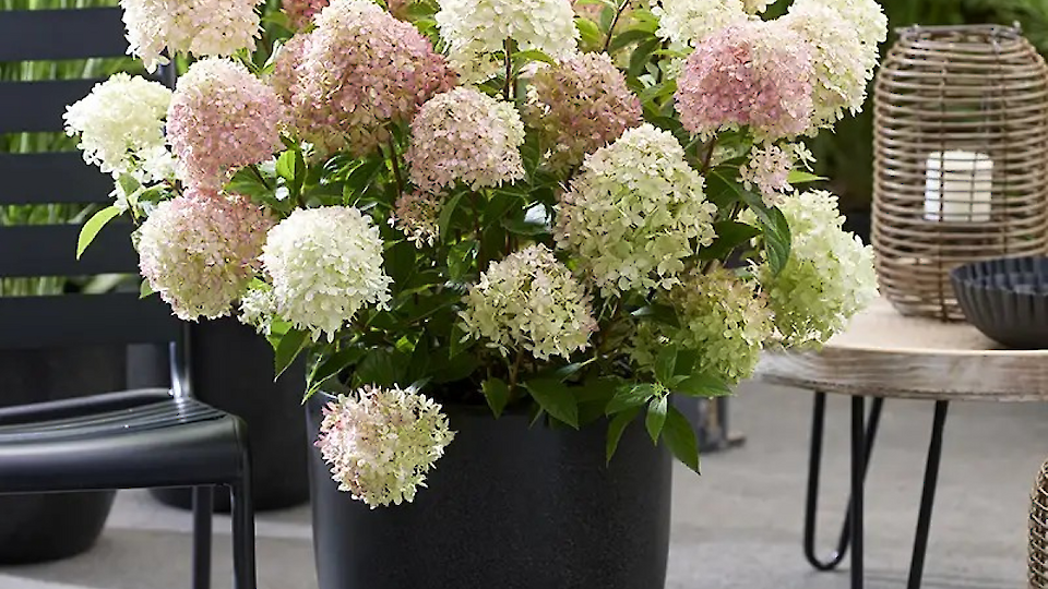 Konteineristutuste eri